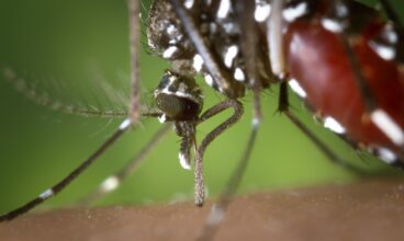 Primeiro mutirão regional contra Aedes aegypti ocorre dia 30 de janeiro