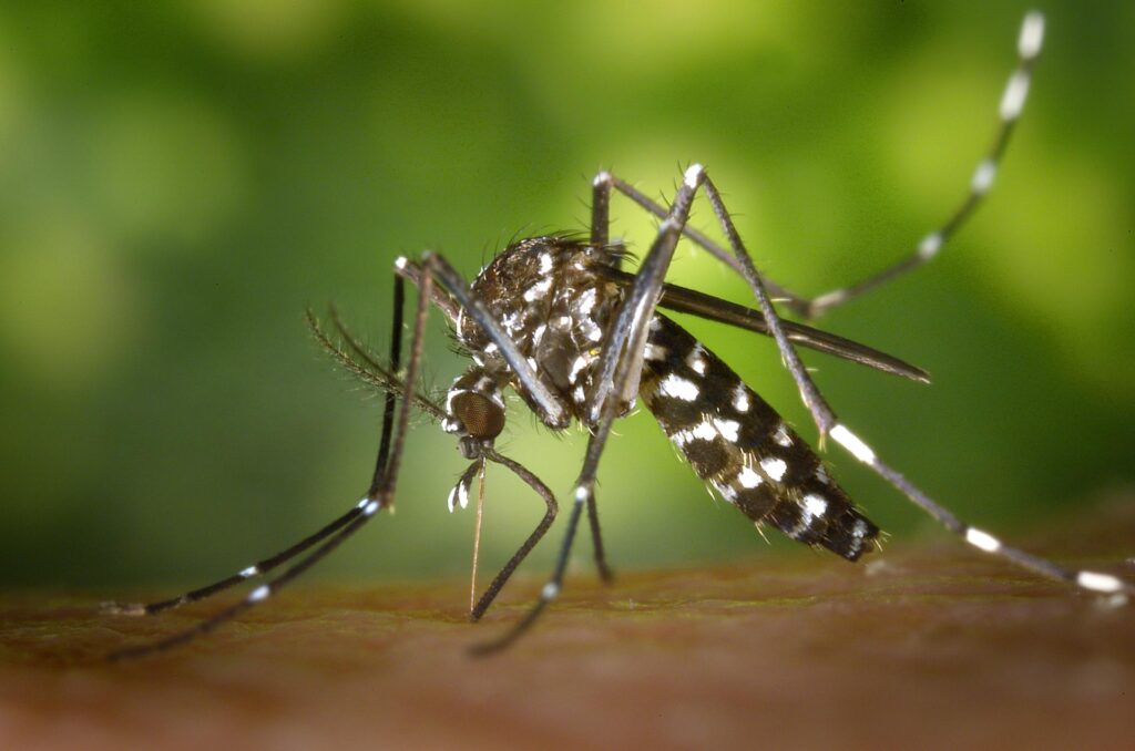Com inseticida biológico Bebedouro reduz em praticamente 100% casos de dengue.