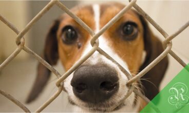 Pesquisa revela que vira-latas é o cão favorito dos brasileiros.