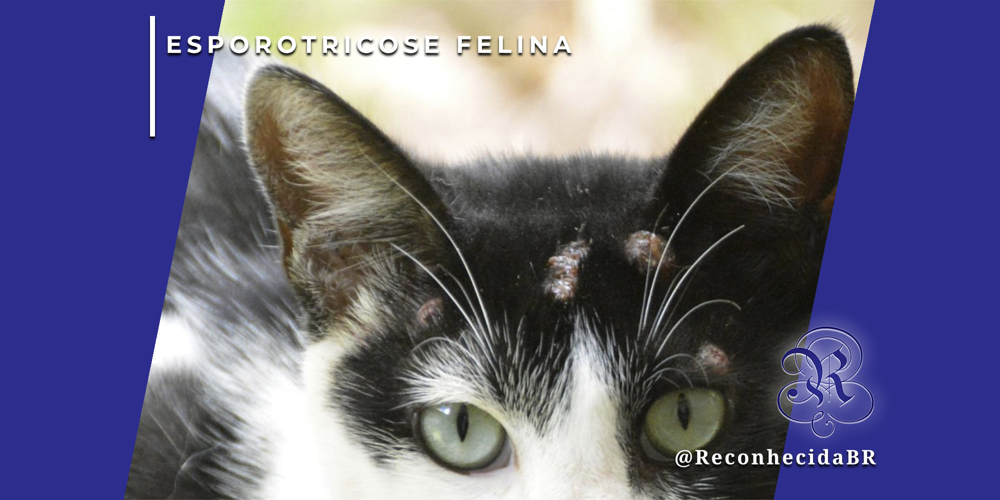 Close do rosto de um gato preto e branco com olhos verdes, apresentando feridas e crostas características de esporotricose na região da testa e acima dos olhos. No canto superior esquerdo, o selo 'ESPOROTRICOSE FELINA' em fundo branco e, no inferior direito, o logotipo do portal Reconhecida com o @ReconhecidaBR.