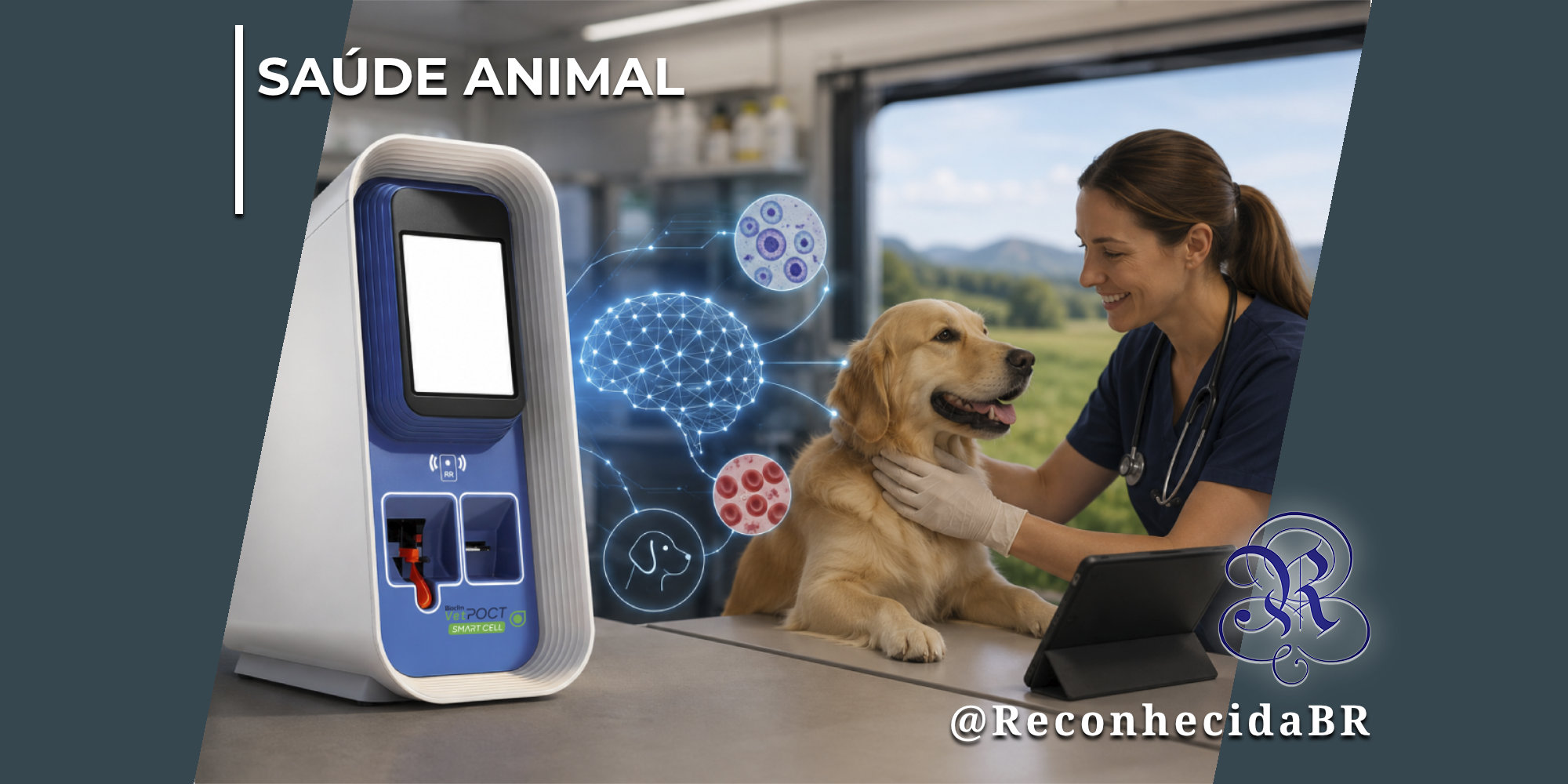 Equipamento laboratorial veterinário vertical e tecnológico em tons de branco e azul, com visor digital e compartimentos de análise, posicionado em uma mesa de atendimento. Ao centro, um holograma azul luminoso exibe a estrutura de um cérebro digital conectado a ilustrações circulares de células e glóbulos em microscópio. À direita, uma médica veterinária sorridente, vestindo esfoliante cirúrgico azul escuro e luvas brancas, examina o pescoço de um cão da raça Golden Retriever deitado na maca. No canto superior esquerdo, aparece o selo SAÚDE ANIMAL em letras brancas; no inferior direito, o logotipo do portal Reconhecida com o @ReconhecidaBR.