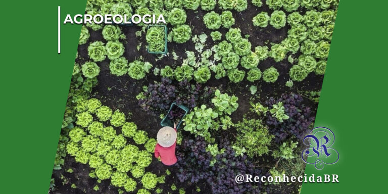 Vista aérea de cima de uma plantação ou horta orgânica cultivada em solo escuro, exibindo fileiras de alfaces verdes e folhagens roxas. No centro, uma pessoa vestindo camisa vermelha e chapéu de palha manuseia caixas plásticas de colheita entre os canteiros. No canto superior esquerdo, há o selo AGROECOLOGIA em letras brancas; no inferior direito, o logotipo do portal Reconhecida com o @ReconhecidaBR.